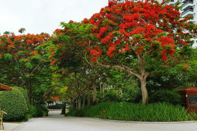 Footpath in park