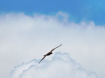 Low angle view of bird flying in sky