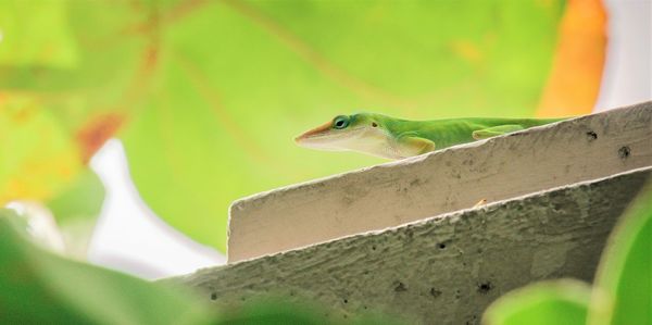 Close-up of lizard