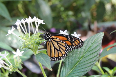 Close-up of butterfly on leaf