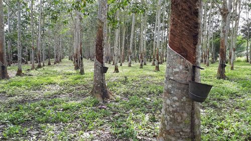 Trees in forest