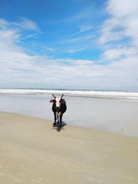 Man with horse on beach