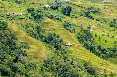 High angle view of agricultural field