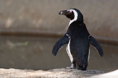 Close-up of penguin on rock