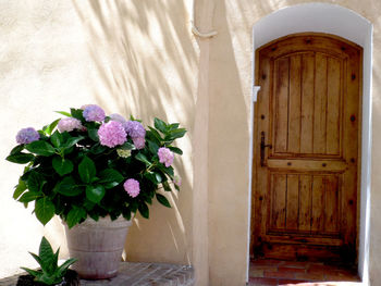 Close-up of potted plant against door