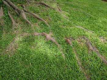 High angle view of green landscape