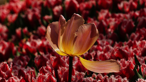 Close-up of tulip blooming in park