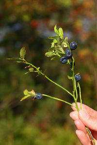 Cropped image of person holding plant against blurred background