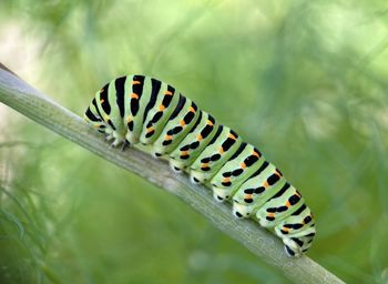 moths and butterflies