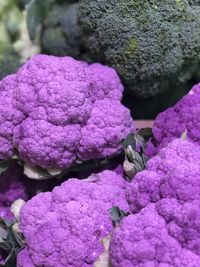 Close-up of purple hydrangea flowers