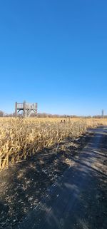 Scenic view of corn maze in fall.