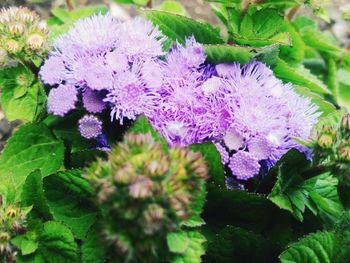 Close-up of purple flowers blooming outdoors