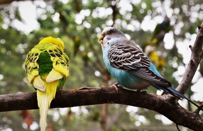 Low angle view of bird perching on branch