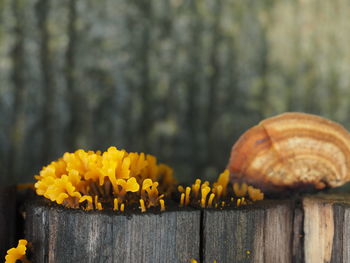 Close-up of yellow flowering plants on wood