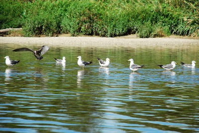 Ducks swimming in lake