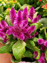 Close-up of pink flowers