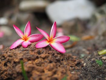 Close-up of pink flower