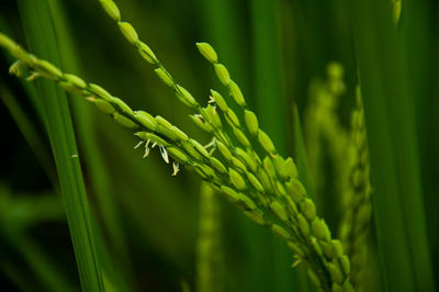 Close-up of fresh green plant