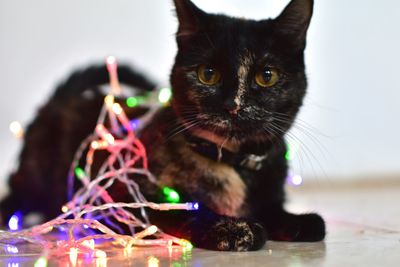 Close-up portrait of a cat