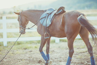 Horse in the field