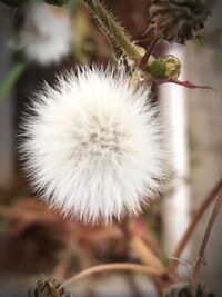 Close-up of dandelion on plant