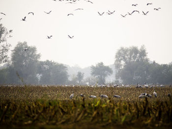 Flock of birds flying in the sky