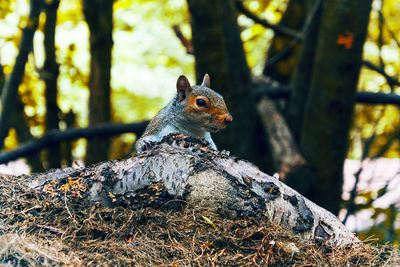 Close-up of squirrel on tree in forest