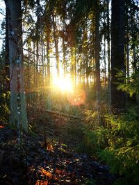 Sunlight streaming through trees in forest