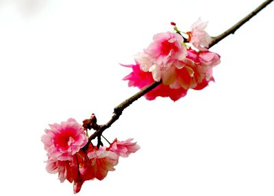 Close-up of pink flowers on branch against clear sky