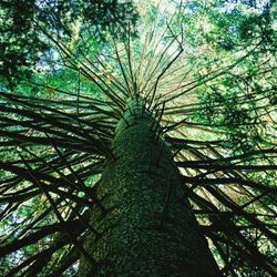 Low angle view of trees in forest