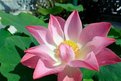 Close-up of pink flowers