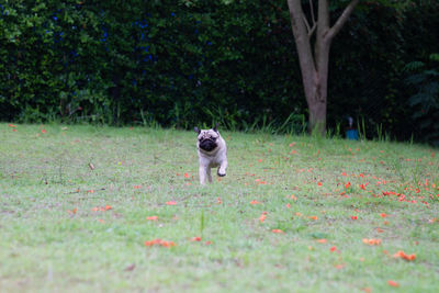 Dog running on grass