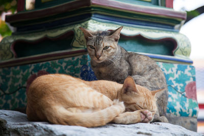 Close-up of cats sitting