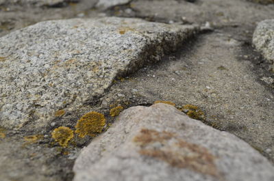 Surface level of rocks