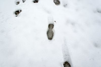 High angle view of dog on snow field