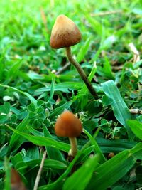 Close-up of mushrooms growing on plant