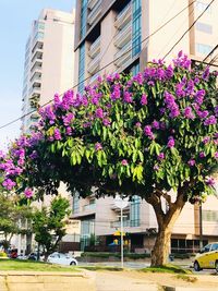 Purple flowering plants by building in city