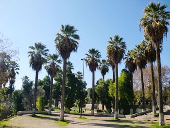 Palm trees against clear sky