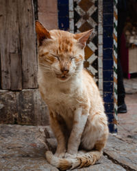 Cat looking away while sitting outdoors