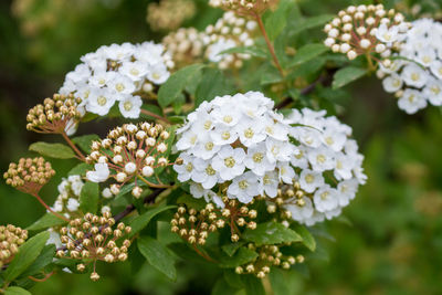 Close-up of white flowering plants