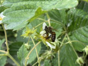 Close-up of bee pollinating on flower