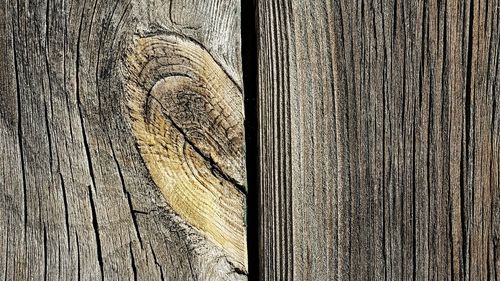 Close-up of tree trunk