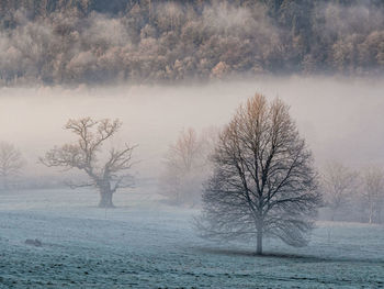 Bare tree on snow covered landscape