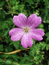 Close-up of pink flower