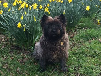 Close-up of dog on field