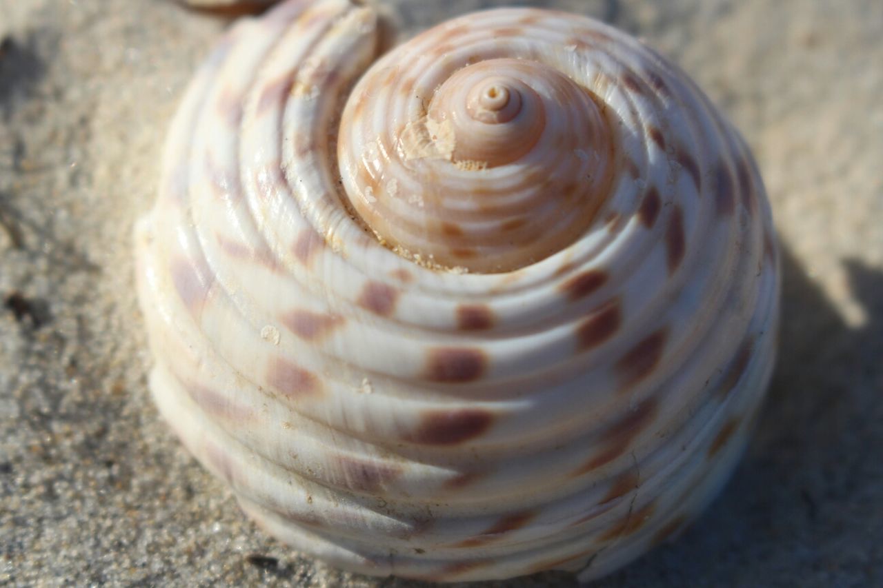 close-up, animal shell, water, snail, pattern, high angle view, focus on foreground, animal themes, shell, natural pattern, reflection, nature, no people, seashell, spiral, day, outdoors, wildlife, animals in the wild, selective focus