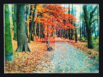 Autumn leaves in forest