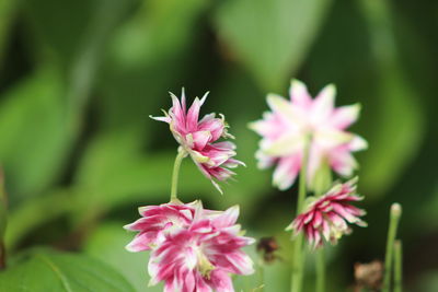 Close-up of pink flowering plant