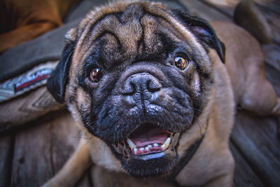 Close-up portrait of dog sticking out tongue