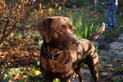 Close-up of dog standing on grass